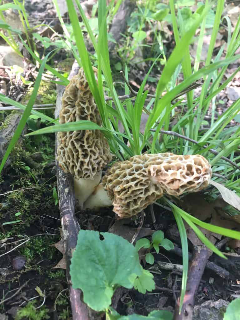 How the Morel became our State Mushroom Minnesota Mycological Society