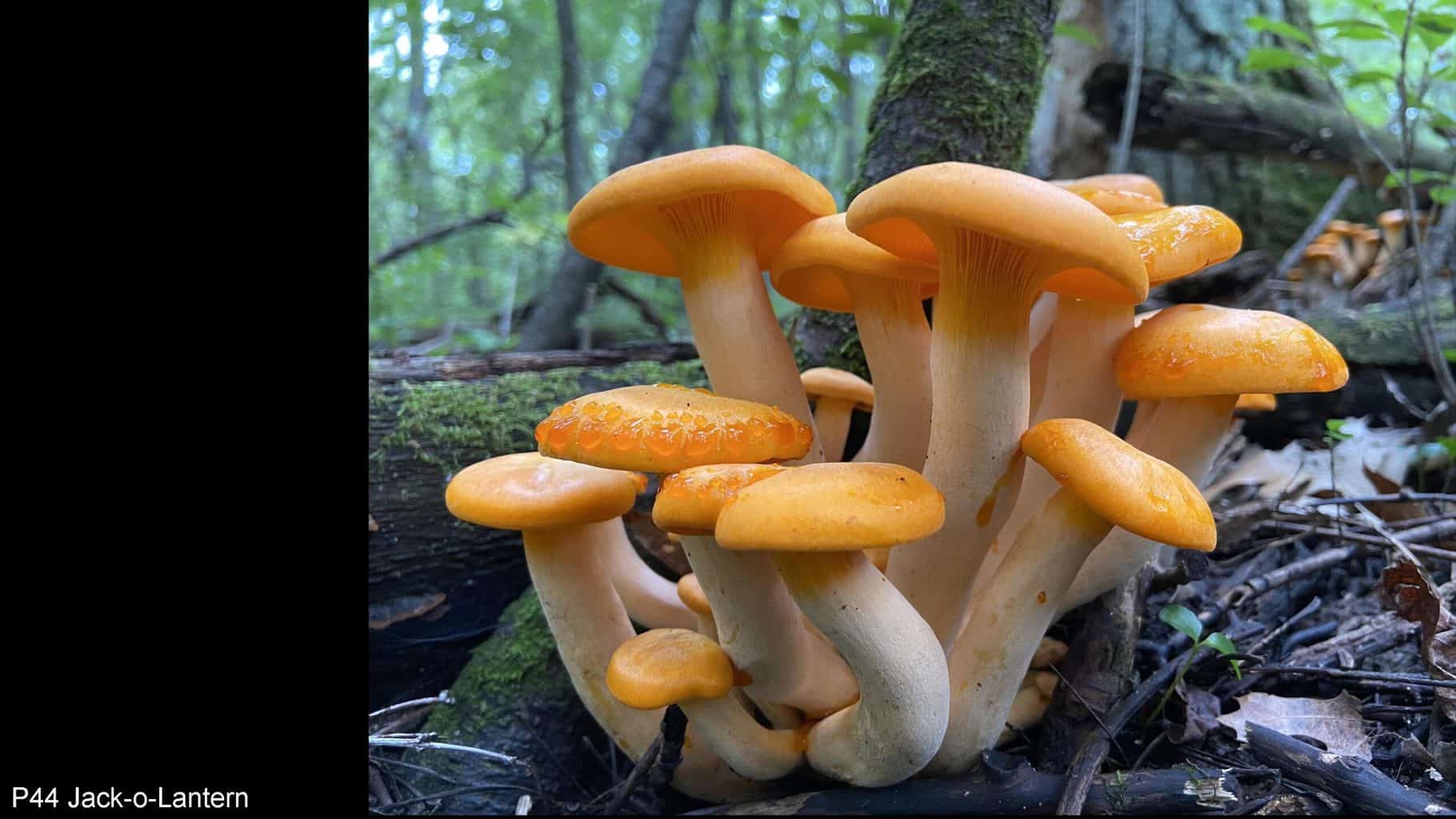 Minnesota Mycological Society A Society for the Study of Mushrooms