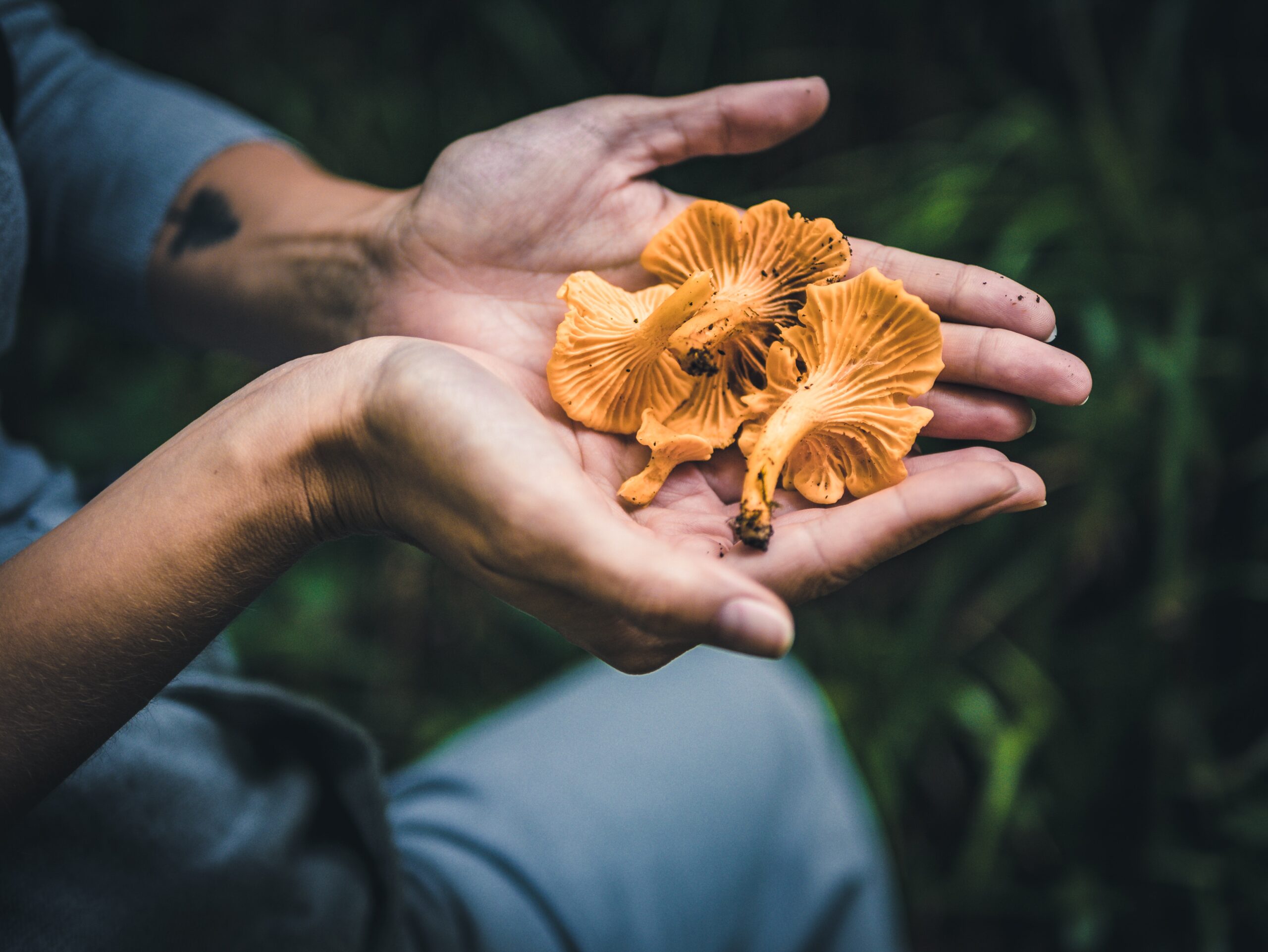 Hands holding false chanterelles