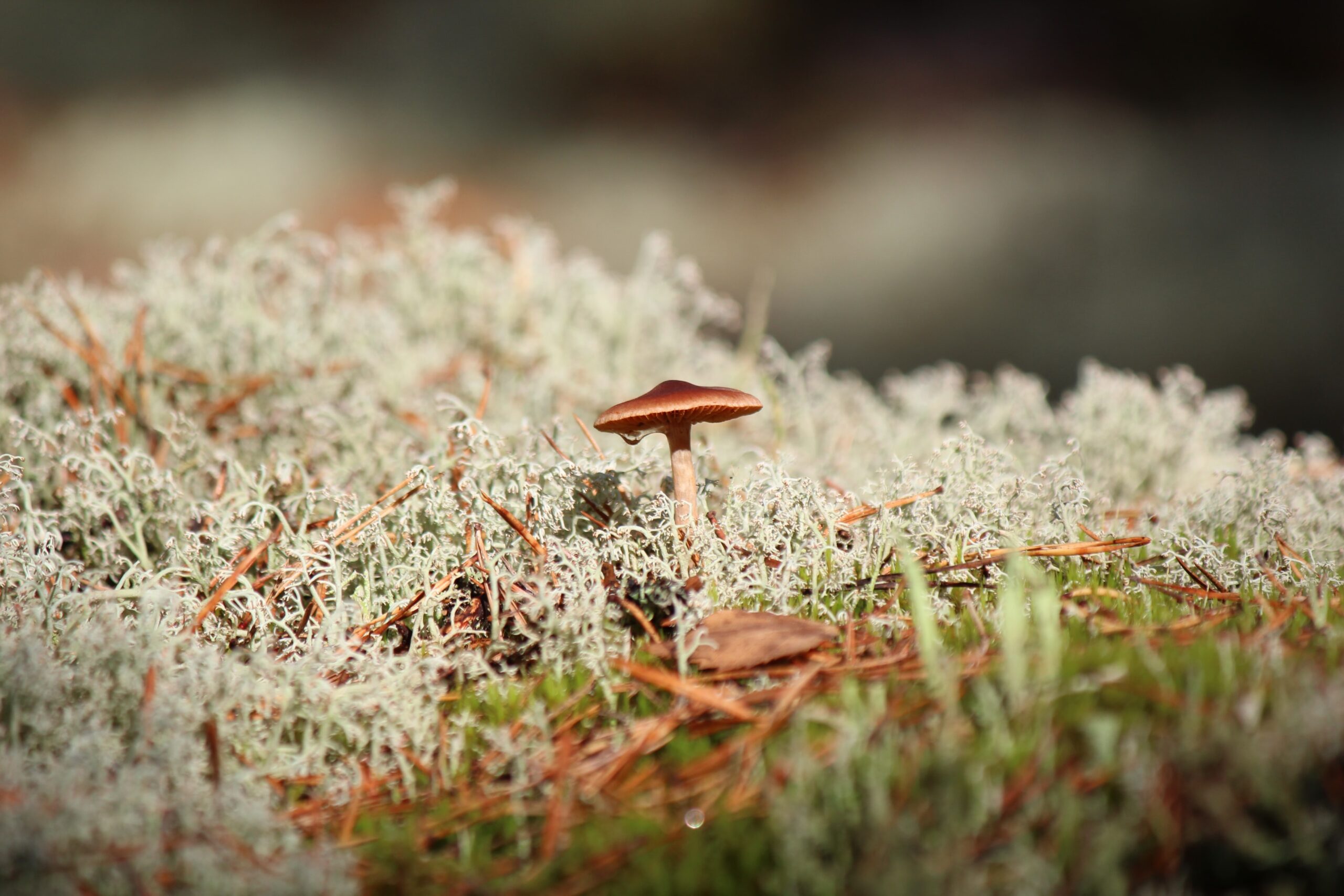 Tiny Brown Mushroom