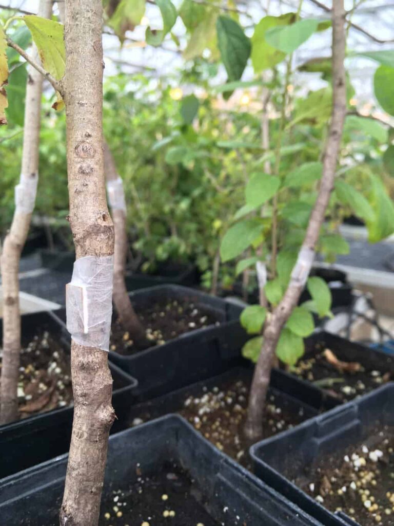Buckthorn sapling in a greenhouse showing a section of the trunk wrapped in clear tape.