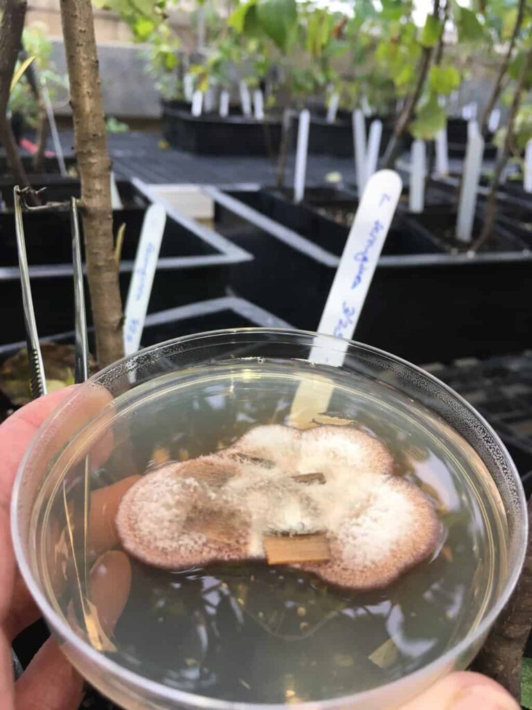 Close-up of a petri dish containing a fuzzy fungal culture, held up in front of rows of labeled potted buckthorn saplings in a greenhouse.