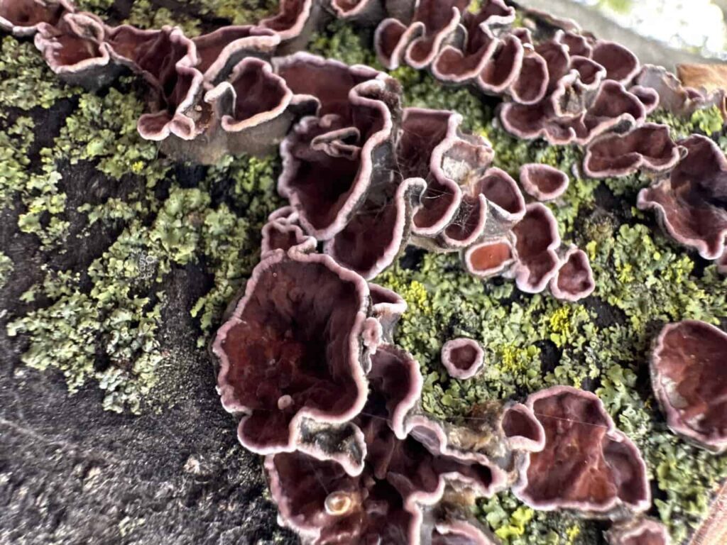 Close-up of Chondrostereum purpureum fungus on bark, showing the rich maroon-colored fruiting bodies with white edges among patches of moss.
