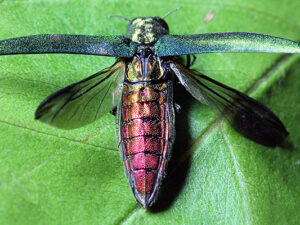 Iridescent emerald ash borer beetle on a green leaf, showing its metallic green head and thorax, shimmering golden wings, and vivid magenta abdomen.