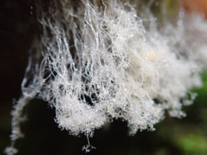 Close-up of delicate, white mycelium threads with glistening water droplets, forming a lace-like network against a dark background.