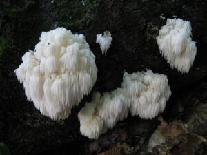 Bear's Head Tooth Fungus