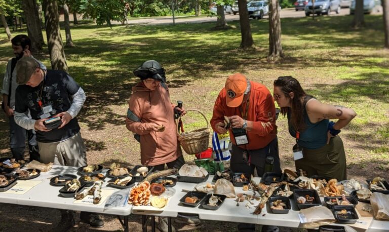Looking at mushrooms after foraging. Foray Tips & Ettiquette before during and after a foray