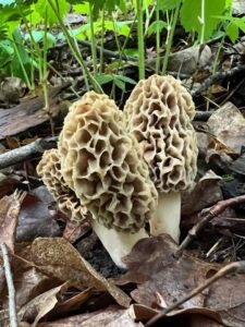 A cluster of morel mushrooms (Morchella americana) with honeycomb-like caps growing among leaf litter and green plants on a forest floor.