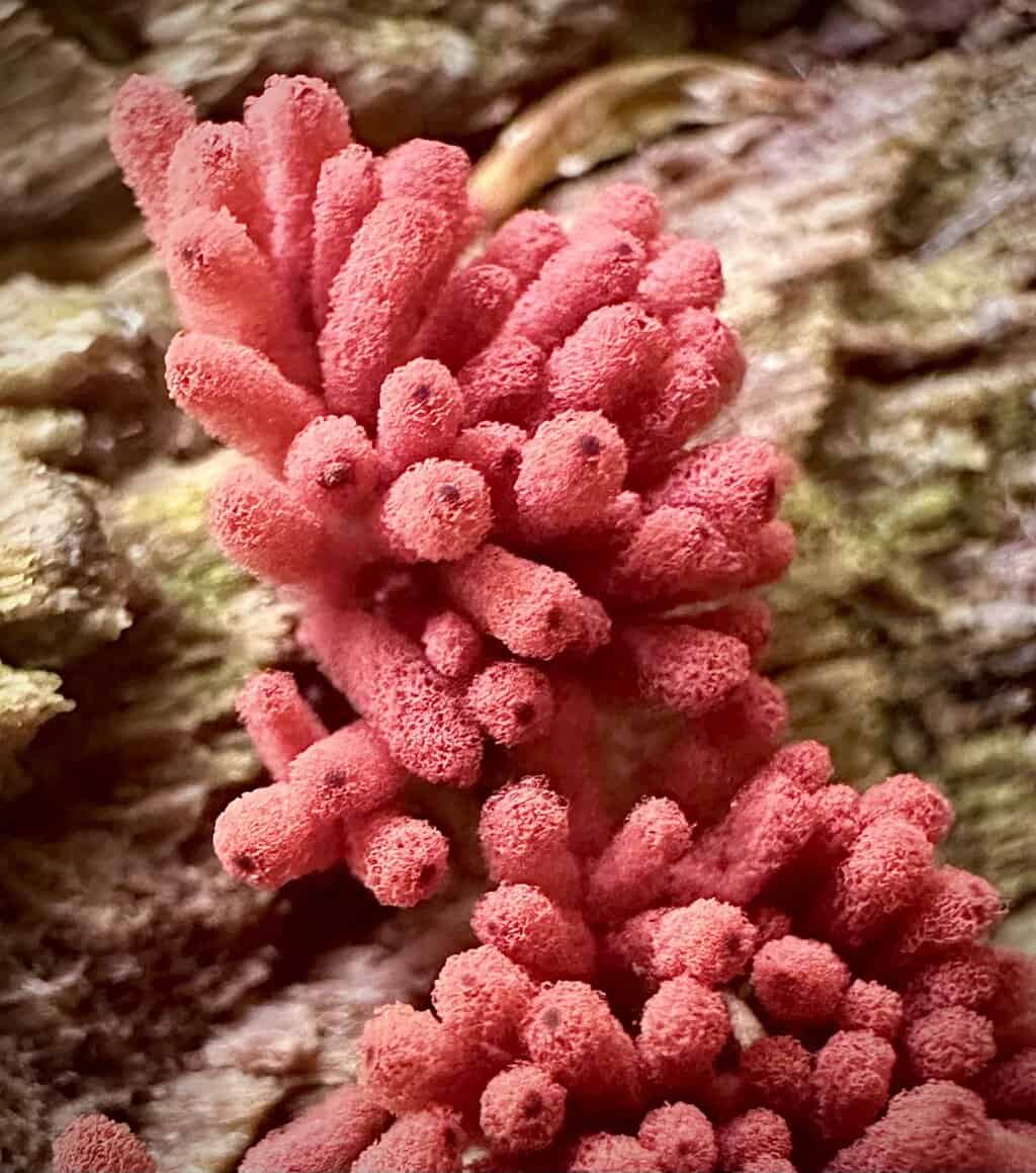 MMS Photo Contest Entries Review 2025