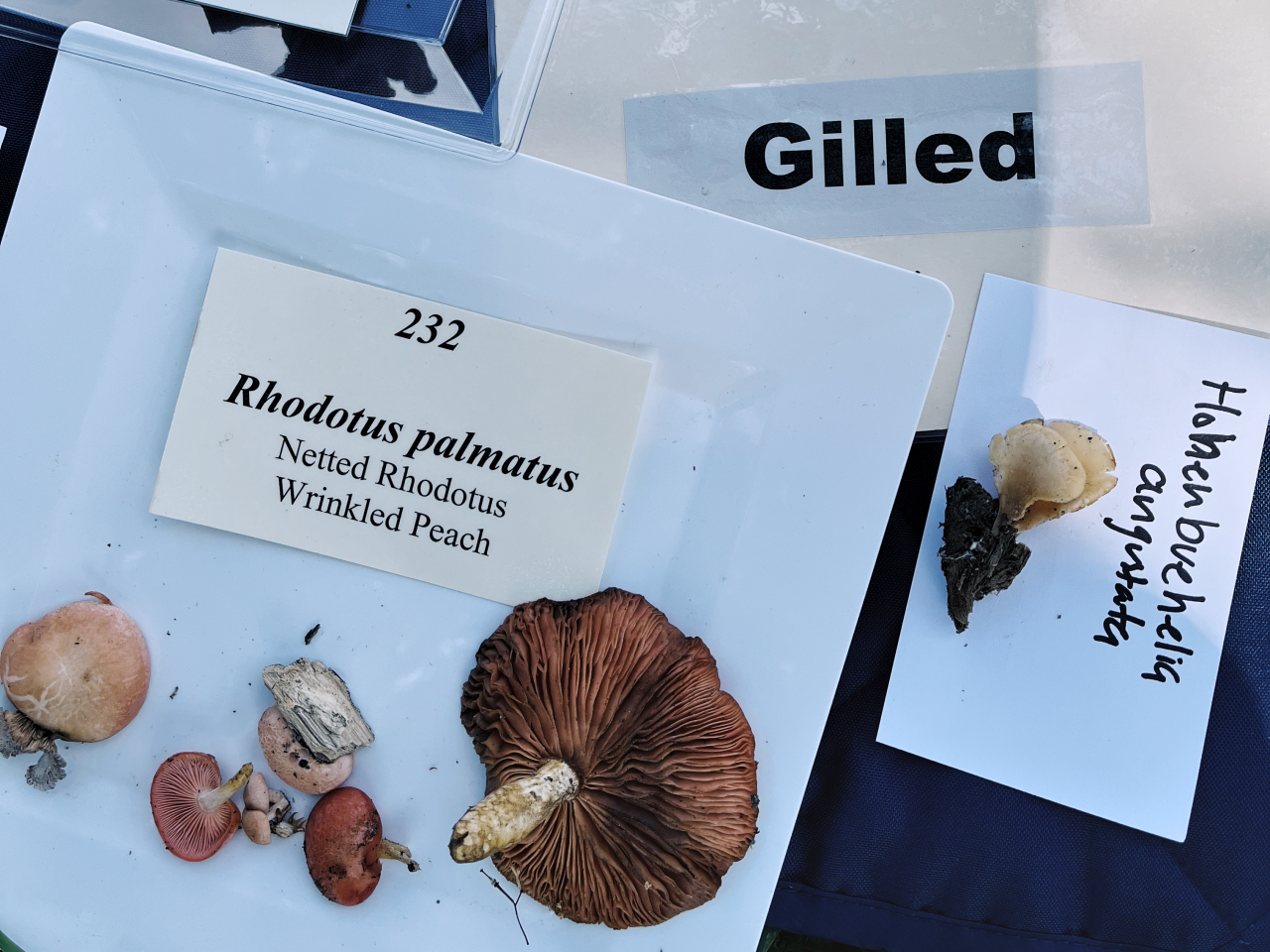 A display of gilled mushrooms at an identification event, featuring several specimens of Rhodotus palmatus (Netted Rhodotus, Wrinkled Peach) labeled with ID number 232, showing caps in shades of pink to peach and gills beneath. To the right, a single cream-colored mushroom identified as Hohenbuehelia angustata is placed on a card.