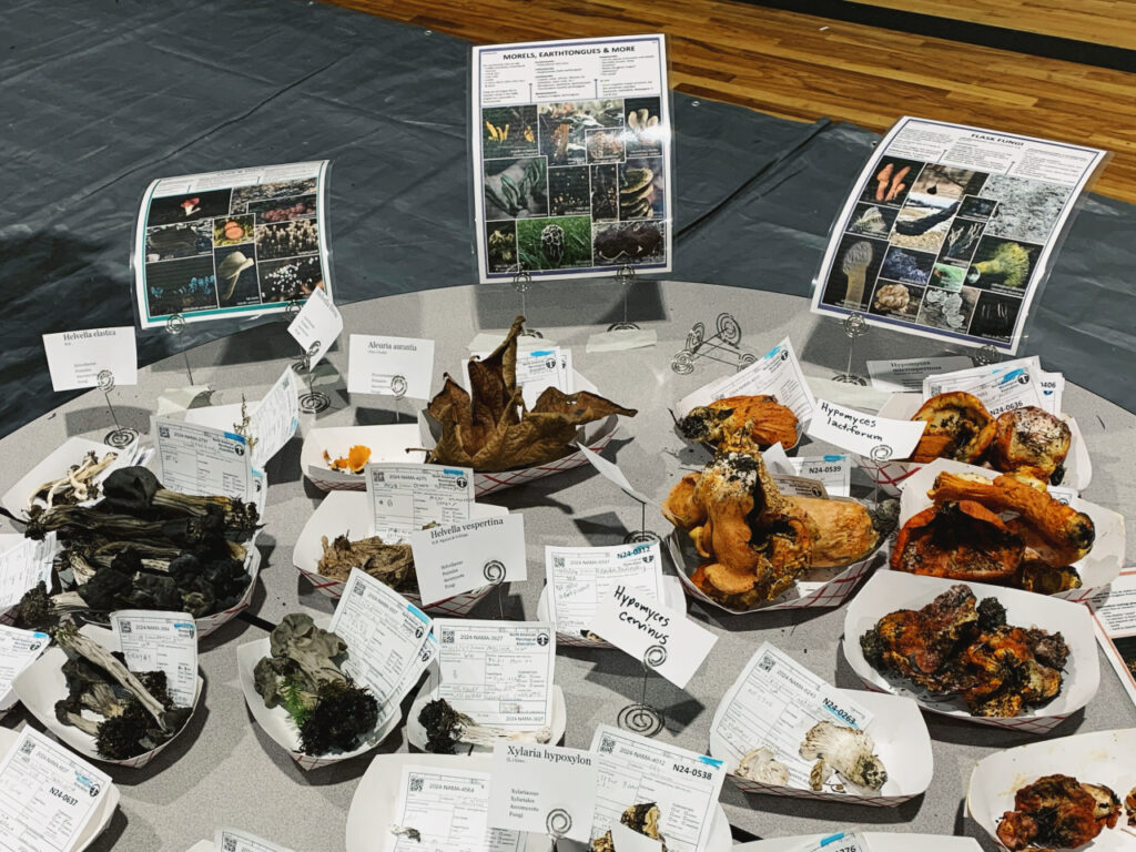 A mycology display table featuring multiple trays of wild mushroom specimens, each labeled with identification cards. Visible species include Helvella clavata, Aleuria aurantia, Helvella vespertina, Xylaria hypoxylon, and Hypomyces lactifluorum (lobster mushrooms) among others. Informational boards in the background show images and descriptions of different fungi groups such as morels, earth tongues, and flask fungi.