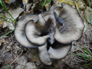 A close-up of a Black Trumpet mushroom (Craterellus fallax or Craterellus cornucopioides) growing on the forest floor among dry leaves and grass. The fruiting body is trumpet-shaped with a dark, velvety texture and lighter grayish-brown interior, outlined by a dark, almost black edge.