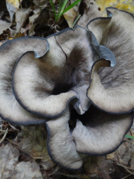 A close-up of a Black Trumpet mushroom (Craterellus fallax or Craterellus cornucopioides) growing on the forest floor among dry leaves and grass. The fruiting body is trumpet-shaped with a dark, velvety texture and lighter grayish-brown interior, outlined by a dark, almost black edge.