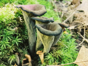Cluster of black trumpet mushrooms (Craterellus fallax) with dark, fluted, vase-like bodies growing among bright green moss and fallen oak leaves on a forest floor.