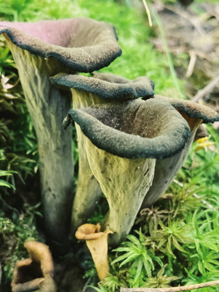 Cluster of black trumpet mushrooms (Craterellus fallax) with dark, fluted, vase-like bodies growing among bright green moss and fallen oak leaves on a forest floor.