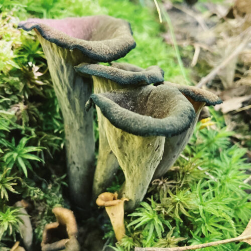 Black Trumpet and Lamb Sausage Pizza - Minnesota Mycological Society