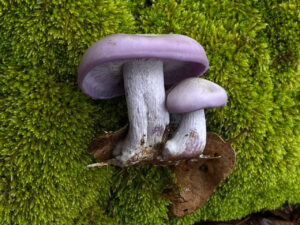 Pair of vibrant purple Blewit mushrooms (Clitocybe nuda or Lepista nuda) growing on a lush green moss-covered surface, with their thick stems and smooth caps contrasting sharply against the bright forest floor.
