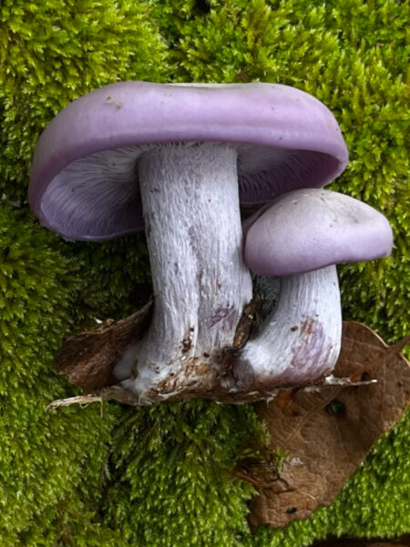 Pair of vibrant purple Blewit mushrooms (Clitocybe nuda or Lepista nuda) growing on a lush green moss-covered surface, with their thick stems and smooth caps contrasting sharply against the bright forest floor.