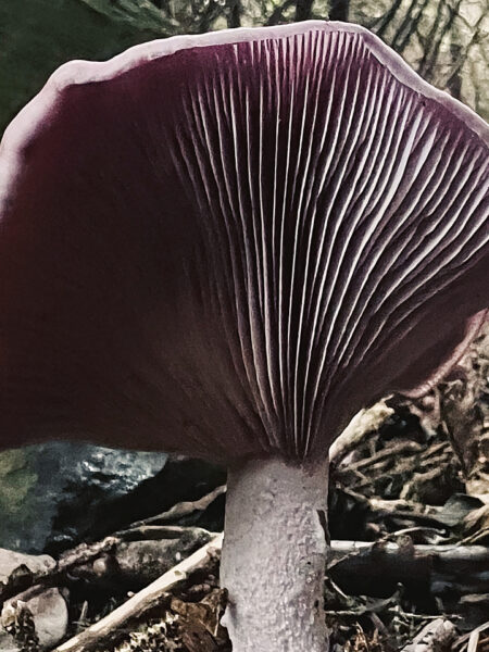 Close-up of a Blewit mushroom (Clitocybe nuda or Lepista nuda) with a lavender cap and deeply ridged purple gills, growing among forest floor debris with branches and twigs, framed by a shadowy, tree-lined background.