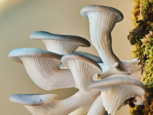 Cluster of blue oyster mushrooms (Pleurotus ostreatus) with elegantly curved caps and pale gills, growing from a mossy surface under soft, diffused indoor lighting, highlighting their smooth texture and bluish-gray hues.