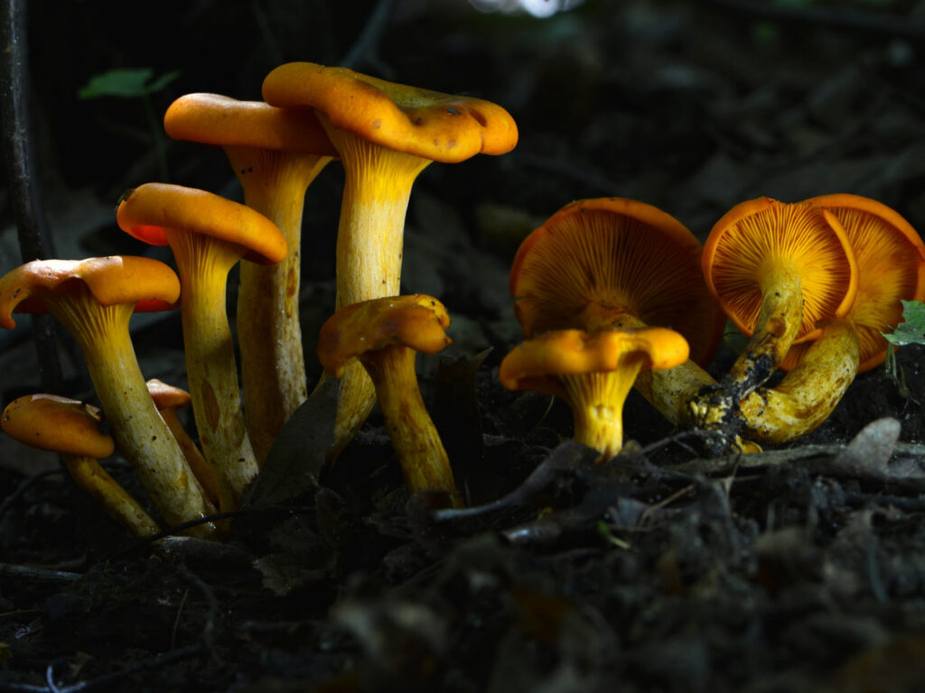 A cluster of golden chanterelle mushrooms (Cantharellus species) with vibrant orange-yellow caps and gilled undersides, growing from a dark, leaf-littered forest floor.