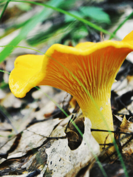 Bright golden chanterelle mushroom (Cantharellus species) growing among dried leaves and grass on a forest floor, with its signature wavy cap and deeply ridged, decurrent gills illuminated by natural light.