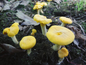 Cluster of golden chanterelle mushrooms (Cantharellus species) with bright yellow caps and thick, sturdy stems emerging from a mossy forest floor, surrounded by fallen leaves and natural woodland debris in soft daylight.