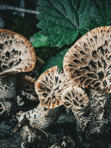 Cluster of Dryad’s Saddle mushrooms (Polyporus squamosus) with distinctive fan-shaped caps marked by dark, scaly patterns, growing on decaying wood in a shaded forest area surrounded by leafy green undergrowth.