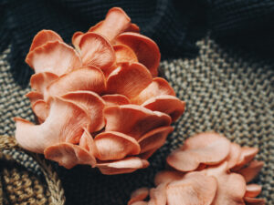 Cluster of fresh pink oyster mushrooms (Pleurotus djamor) with delicate, ruffled caps and gills, arranged on a woven textured surface with warm, natural lighting and soft shadows highlighting their vibrant salmon-pink hue.
