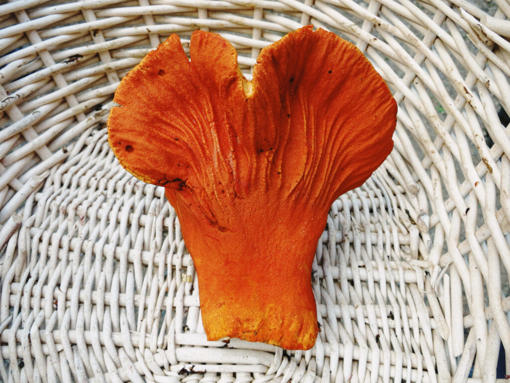 Single lobster mushroom (Hypomyces lactifluorum) with a vibrant orange-red surface and distorted, gill-like ridges, resting in a white wicker basket that contrasts with its bold coloring and irregular shape.