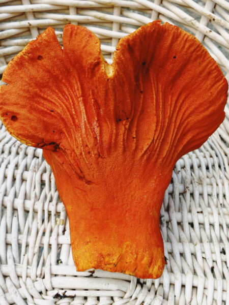 Single lobster mushroom (Hypomyces lactifluorum) with a vibrant orange-red surface and distorted, gill-like ridges, resting in a white wicker basket that contrasts with its bold coloring and irregular shape.