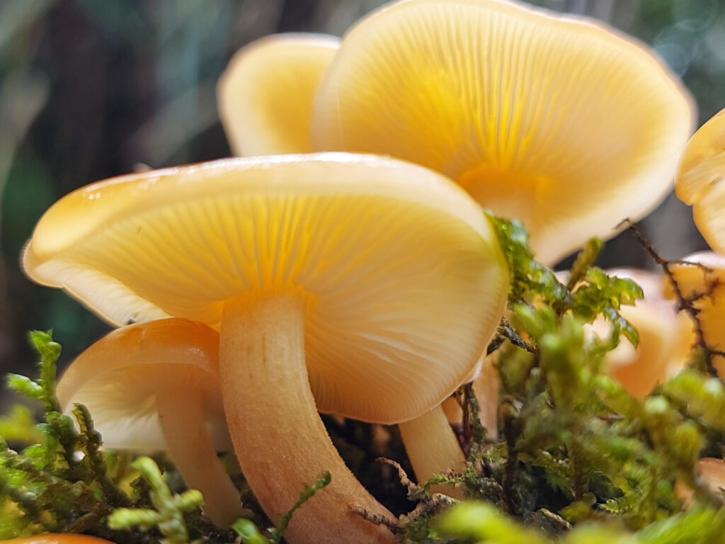 Close-up of glossy, amber-colored nameko mushrooms (Pholiota microspora) growing in a cluster on moss-covered wood, with translucent caps and finely spaced gills illuminated by soft natural light in a forest setting.