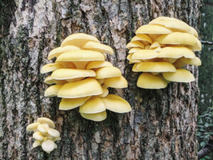 Clusters of pale yellow oyster mushrooms (likely Pleurotus citrinopileatus, golden oyster mushrooms) growing in layered shelves from the bark of a tree trunk, with textured bark and a softly blurred forest background.