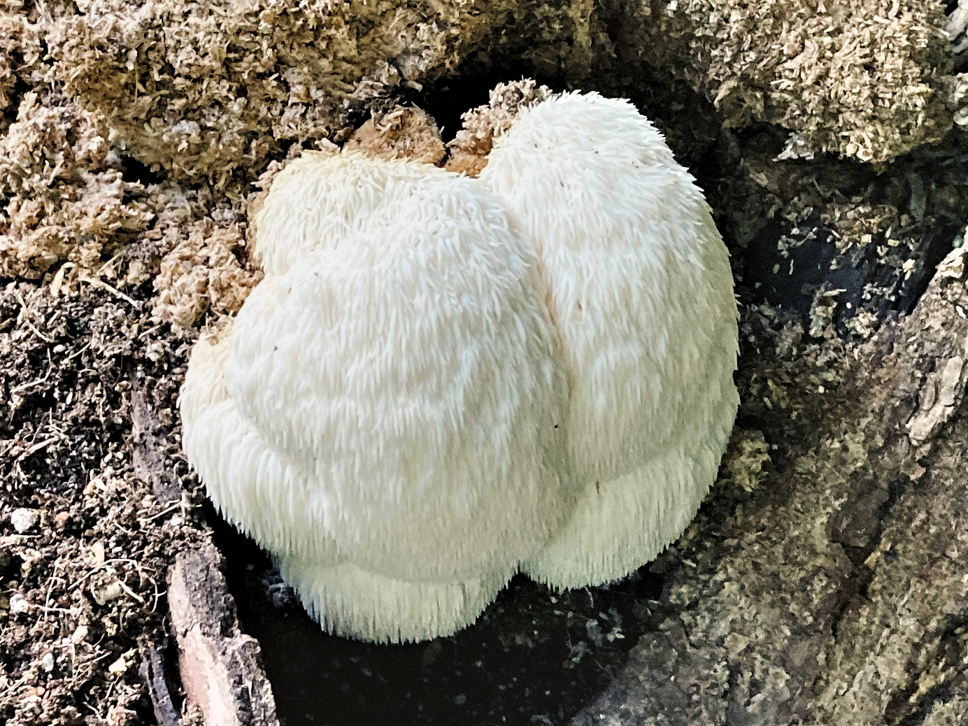 Lions Mane mushroom (Hericium erinaceus) with a dense, shaggy, white appearance resembling a pom-pom or lion’s mane, growing from a decaying hardwood log surrounded by sawdust and wood debris.
