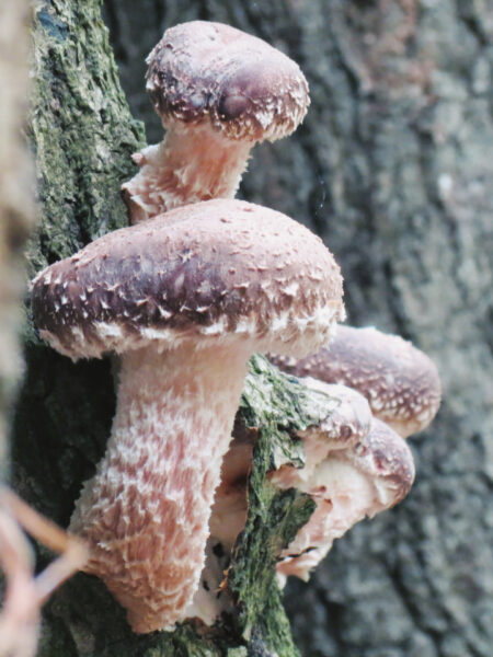 A cluster of shiitake mushrooms (Lentinula edodes) with textured, brown caps and white gills grows from the bark of a tree. The rough tree bark and natural lighting highlight the mushrooms' thick stems and scaly surface.