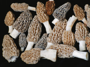 A variety of fresh morel mushrooms (Morchella species) displayed on a black background, showcasing their signature honeycomb-like caps and stout white stems in shades of tan, gray, and brown.