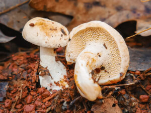 Two hedgehog mushrooms (Hydnum repandum) with creamy white caps and distinct tooth-like spines instead of gills, growing from red clay soil and surrounded by dried leaves and forest floor debris.