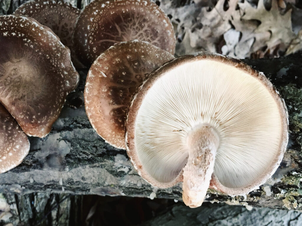 Cluster of shiitake mushrooms (Lentinula edodes) growing on a decaying log, with brown cracked caps and one mushroom turned to reveal its creamy white gills, surrounded by bark and fallen oak leaves in a forest setting.