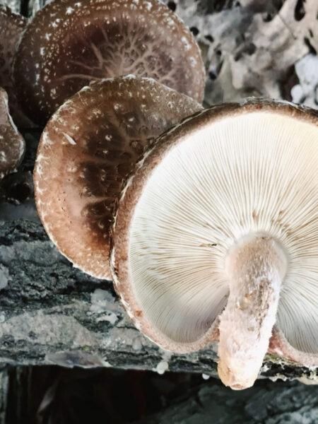 Cluster of shiitake mushrooms (Lentinula edodes) growing on a decaying log, with brown cracked caps and one mushroom turned to reveal its creamy white gills, surrounded by bark and fallen oak leaves in a forest setting.