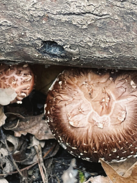 Shiitake mushrooms (Lentinula edodes) growing from the base of a decaying log, with their distinctive cracked brown caps pushing up through leaf litter and forest debris in a shaded woodland setting.