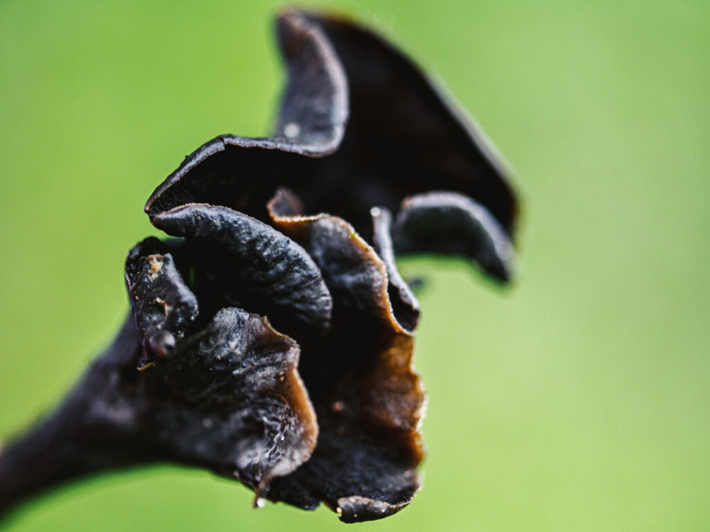 A close-up of a black trumpet mushroom (Craterellus fallax) against a vibrant green background, showing its dark, wavy, funnel-shaped cap with textured and slightly curled edges.