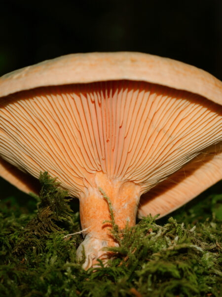 Close-up view of a Lactarius mushroom showing its prominent salmon-colored gills and slightly curved cap. The mushroom is growing from a bed of moss in a forested area, with its stem partially covered by greenery.