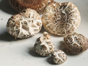 A group of shiitake mushrooms (Lentinula edodes) in various sizes resting on a white countertop. The mushrooms display cracked, textured caps with a mix of light brown and cream tones, revealing their characteristic patterns.