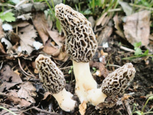 Cluster of morel mushrooms (Morchella species) with honeycomb-textured caps and creamy white stems, emerging from a forest floor scattered with leaves, twigs, and early spring vegetation.