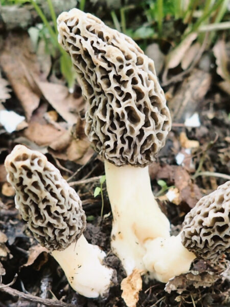 Cluster of morel mushrooms (Morchella species) with honeycomb-textured caps and creamy white stems, emerging from a forest floor scattered with leaves, twigs, and early spring vegetation.