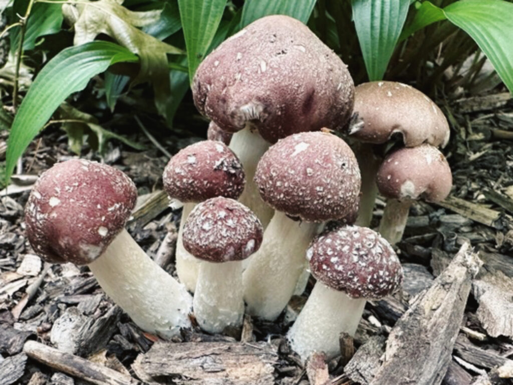 Cluster of Wine Cap mushrooms (Stropharia rugosoannulata) with reddish-brown caps speckled with white flakes and thick white stems, growing in mulch near green hosta plants in a garden setting.