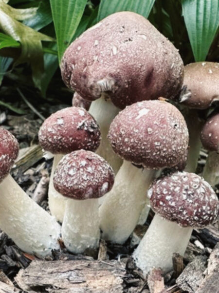 Cluster of Wine Cap mushrooms (Stropharia rugosoannulata) with reddish-brown caps speckled with white flakes and thick white stems, growing in mulch near green hosta plants in a garden setting.