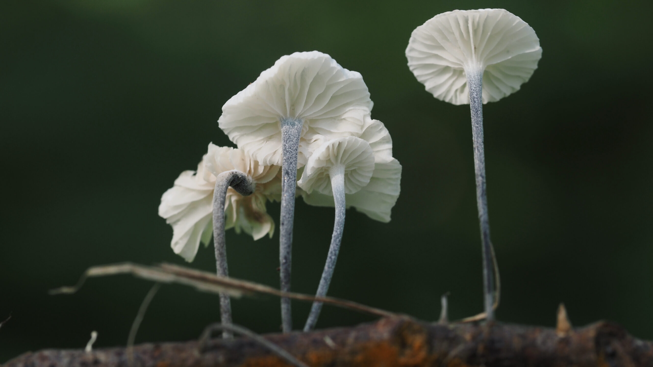 A cluster of delicate Tetrapyrgos nigripes mushrooms with frosted gray stems and pale, pleated caps growing from a decaying branch against a dark green background.