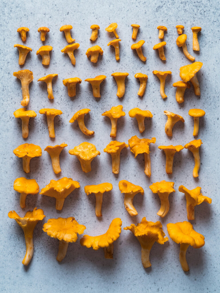 A neatly arranged grid of golden chanterelle mushrooms sorted by size and shape on a light stone background. The mushrooms are displayed from smallest at the top to largest at the bottom, highlighting their vibrant orange-yellow color and characteristic fluted caps.