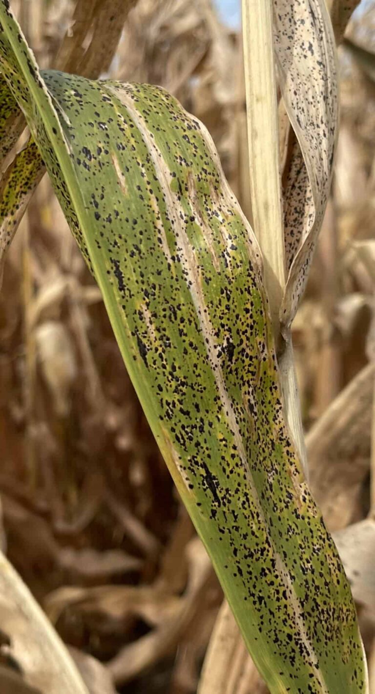 Close-up of a corn leaf heavily infected with tar spot, displaying dense clusters of small, raised black fungal spots across the entire surface. Dry, brown stalks in the blurred background indicate late-season crop conditions.